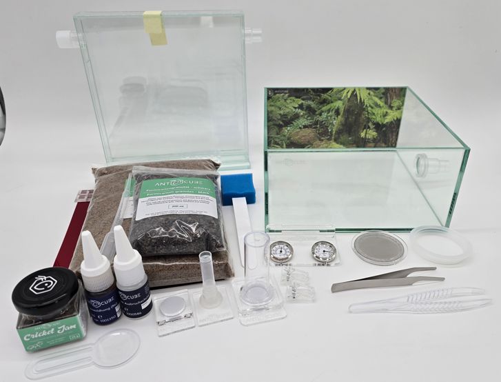 Antcube - Starter Set L - Regenwald