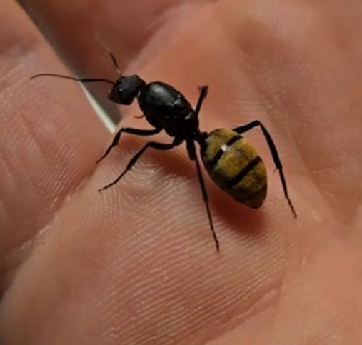 Camponotus fulvopilosus (reserviert) Camponotus fulvopilosus (reserviert)