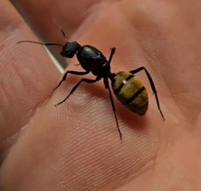 Camponotus fulvopilosus (reserviert)