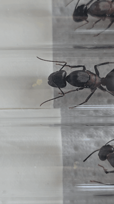 Camponotus angusticollis Camponotus angusticollis