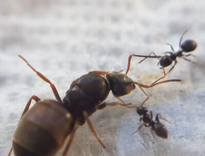 Lasius brunneus (braune Wegameise) Lasius brunneus (braune Wegameise)