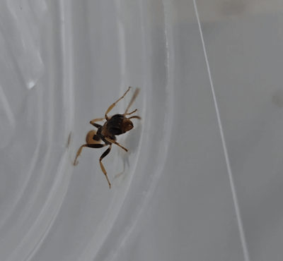 Pseudomyrmex cf. boopis Pseudomyrmex cf. boopis