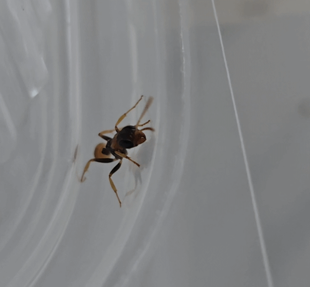 Pseudomyrmex cf. boopis Pseudomyrmex cf. boopis