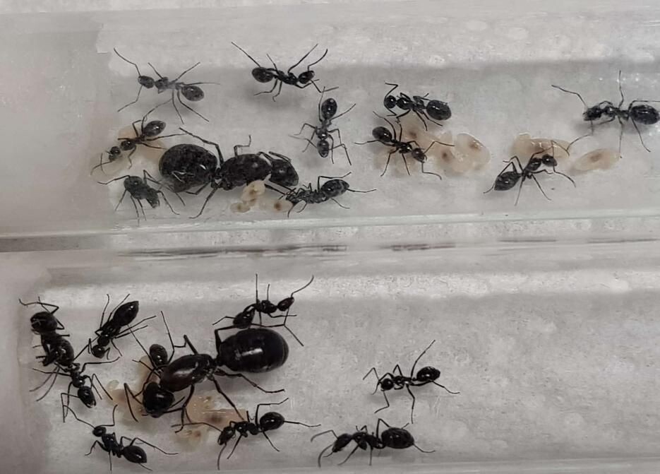 Camponotus micans