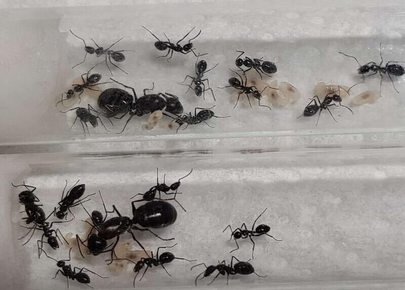 Camponotus micans