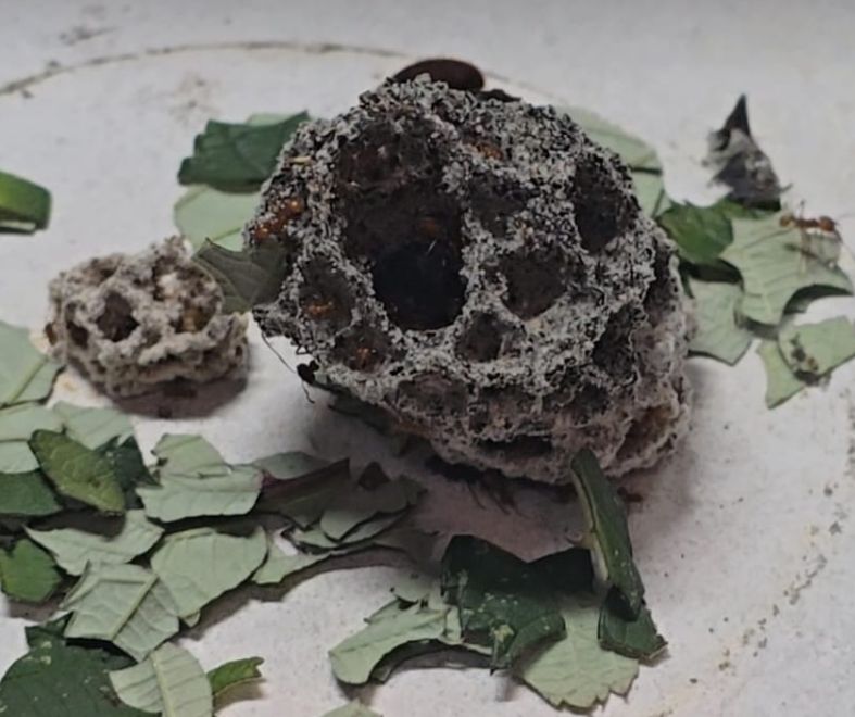 Atta cephalotes