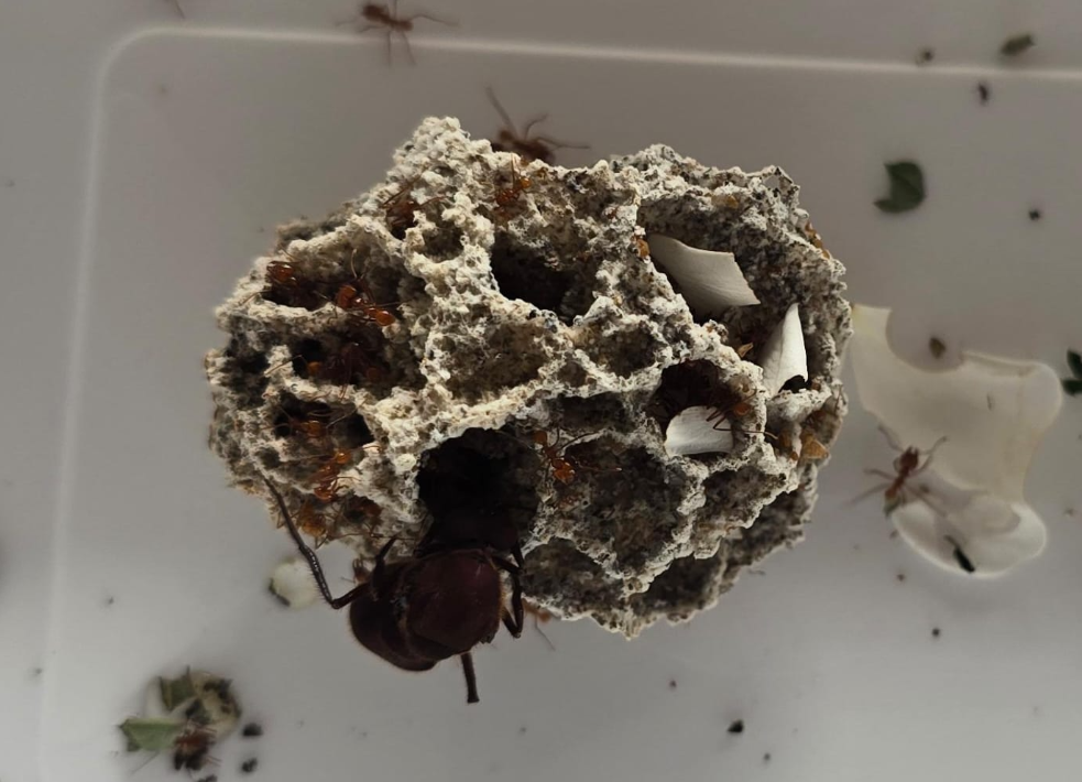 Atta cephalotes