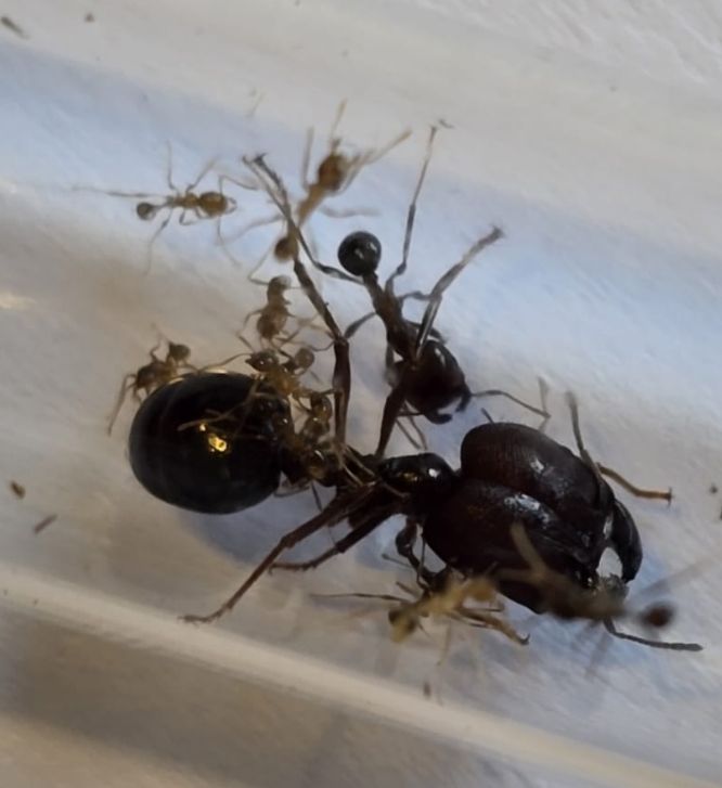 Carebara diversa