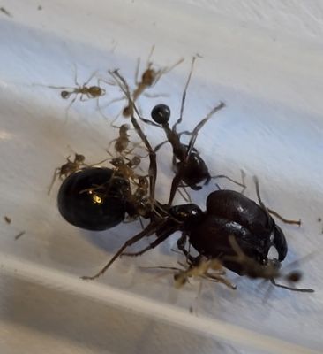 Carebara diversa