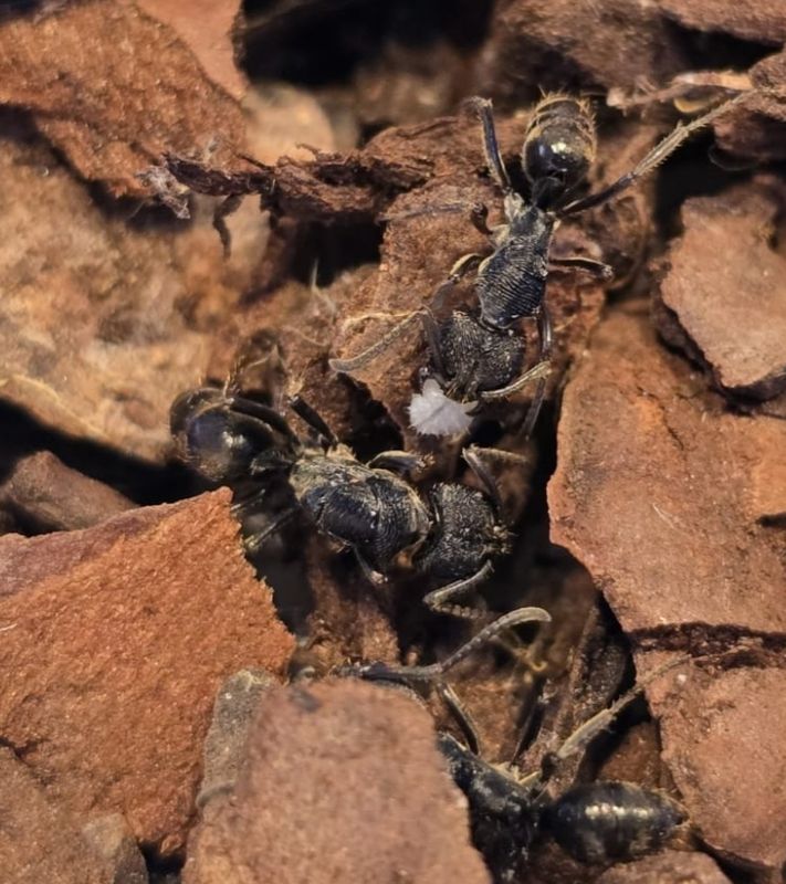 Odontoponera denticulata Odontoponera denticulata
