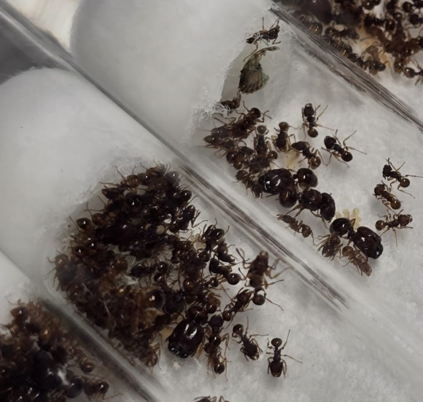 Acanthomyrmex glabfemoralis