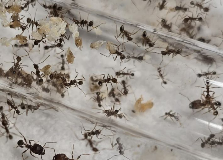 Pheidole yeensis