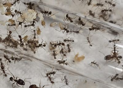 Pheidole yeensis Pheidole yeensis