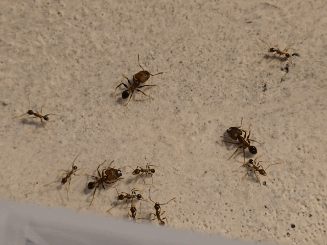 Pheidole yeensis