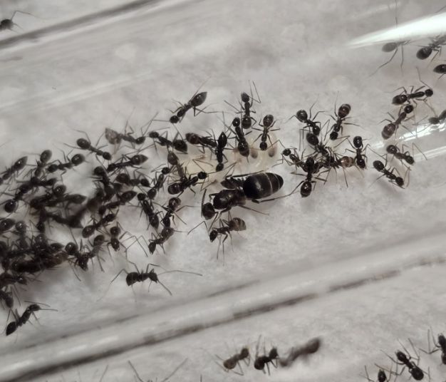 Paratrechina longicornis