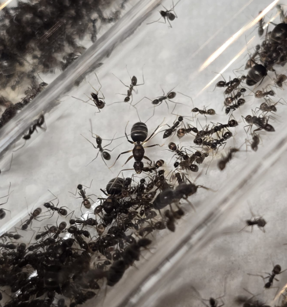 Paratrechina longicornis