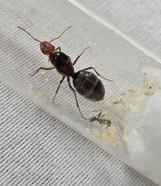 Myrmecocystus semirufus
