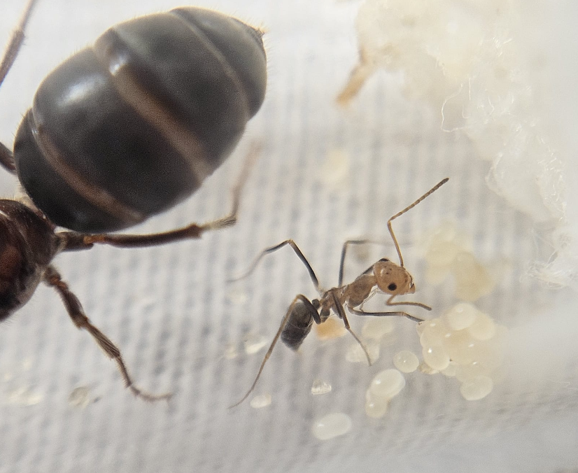 Myrmecocystus semirufus