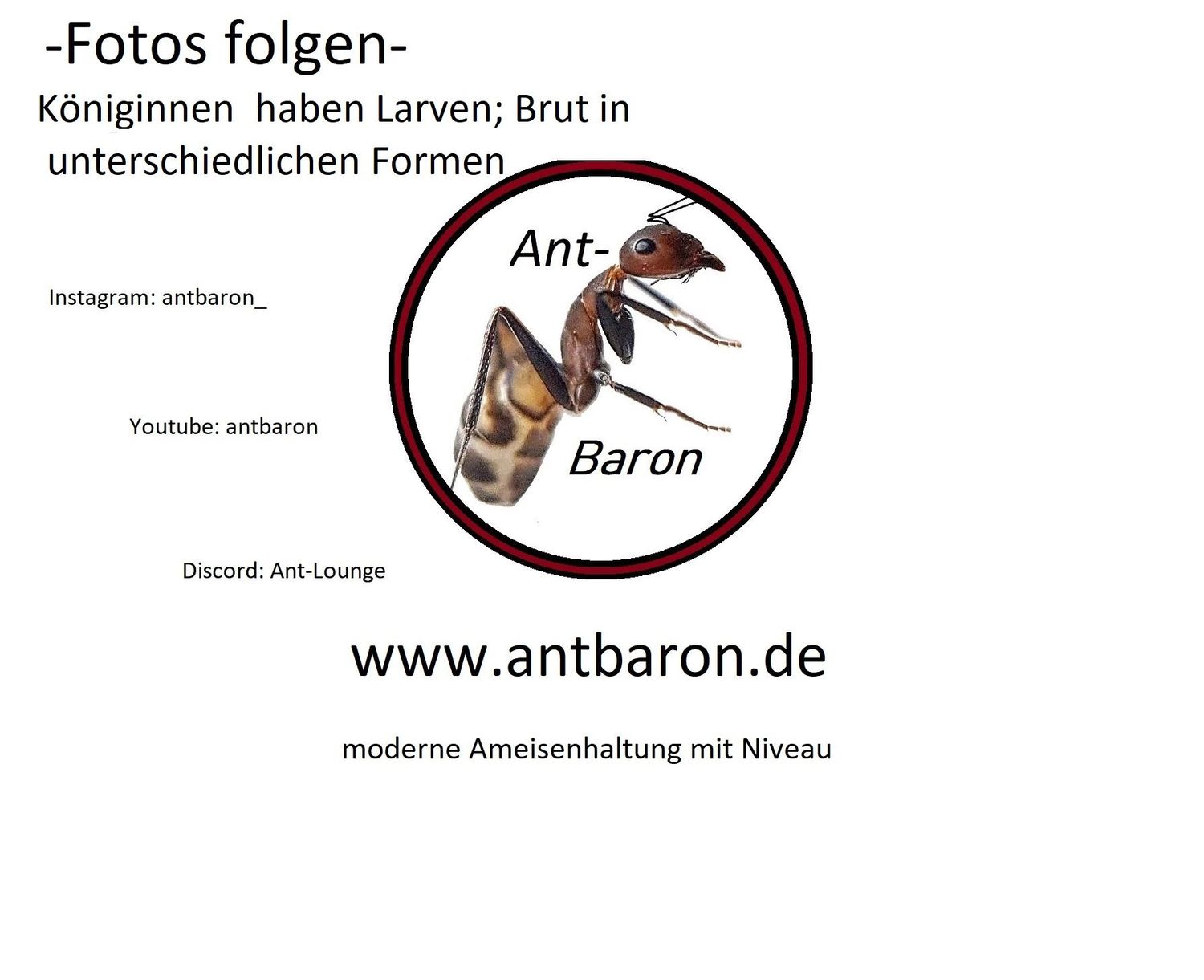 Myrmecia nigriscapa  mit div. Larven