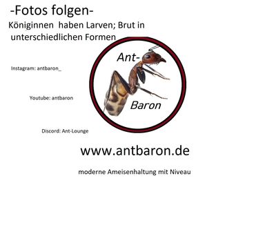 Myrmecia nigriscapa mit div. Larven Myrmecia nigriscapa mit div. Larven
