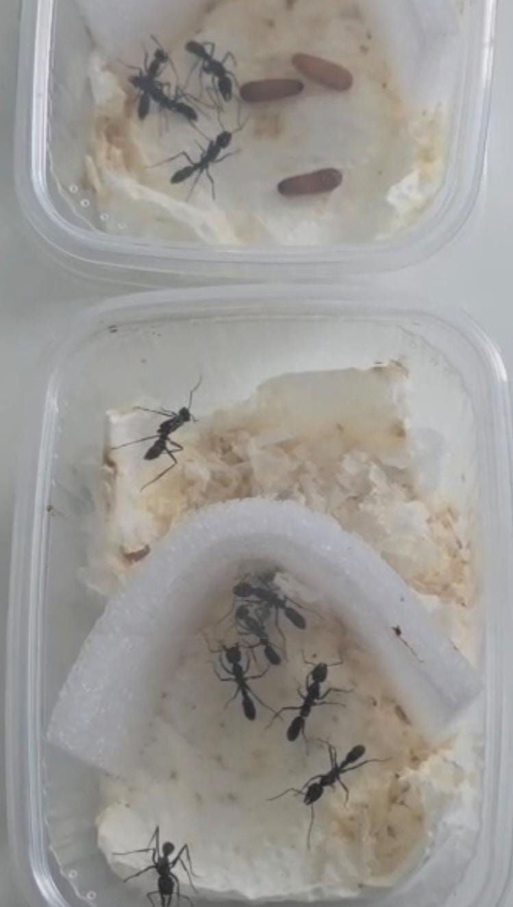 Pachycondyla apicalis I Komplettset