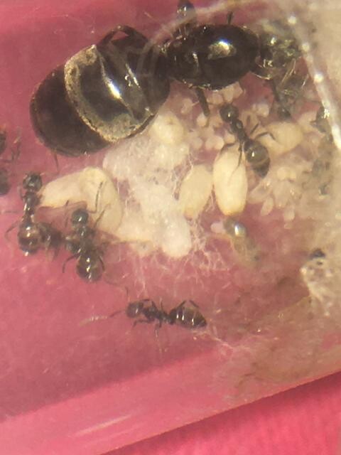 Lasius Niger Queen (Garden ant) 10+ workers