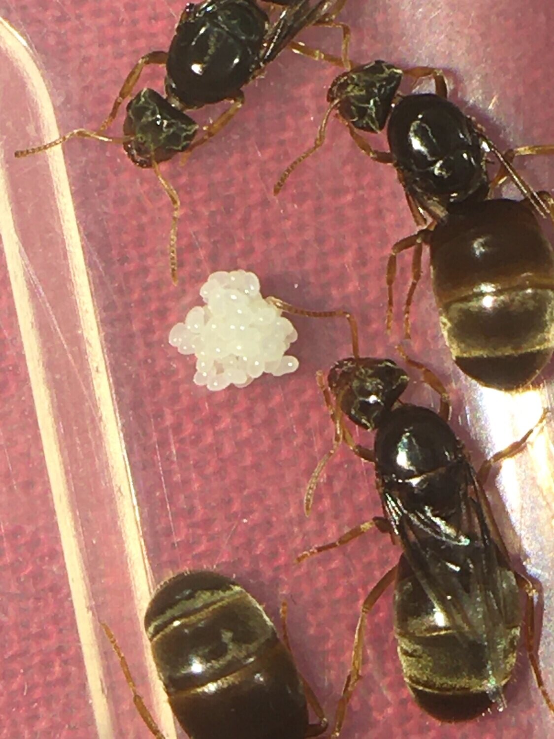 2 Lasius Flavus Queen Colony