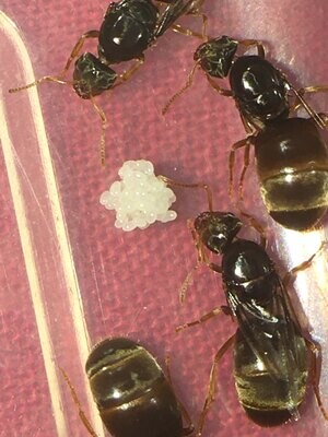 2 Lasius Flavus Queen Colony
