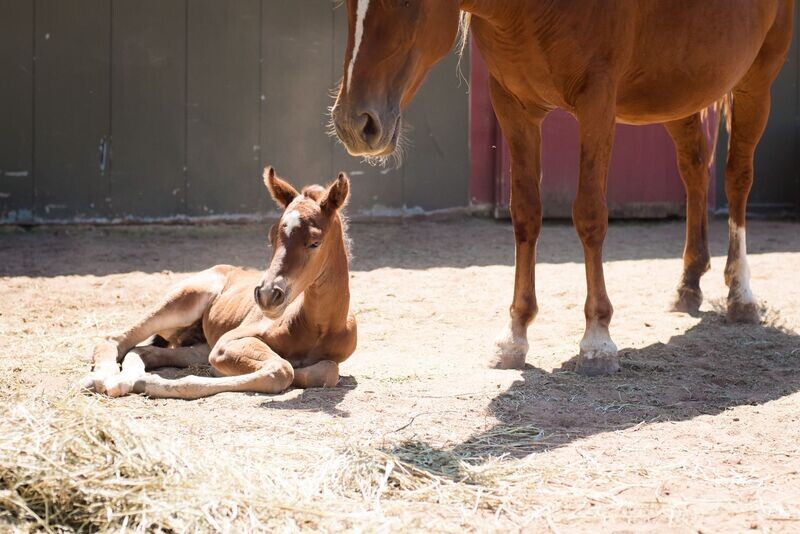 Horse Care Sponsorship