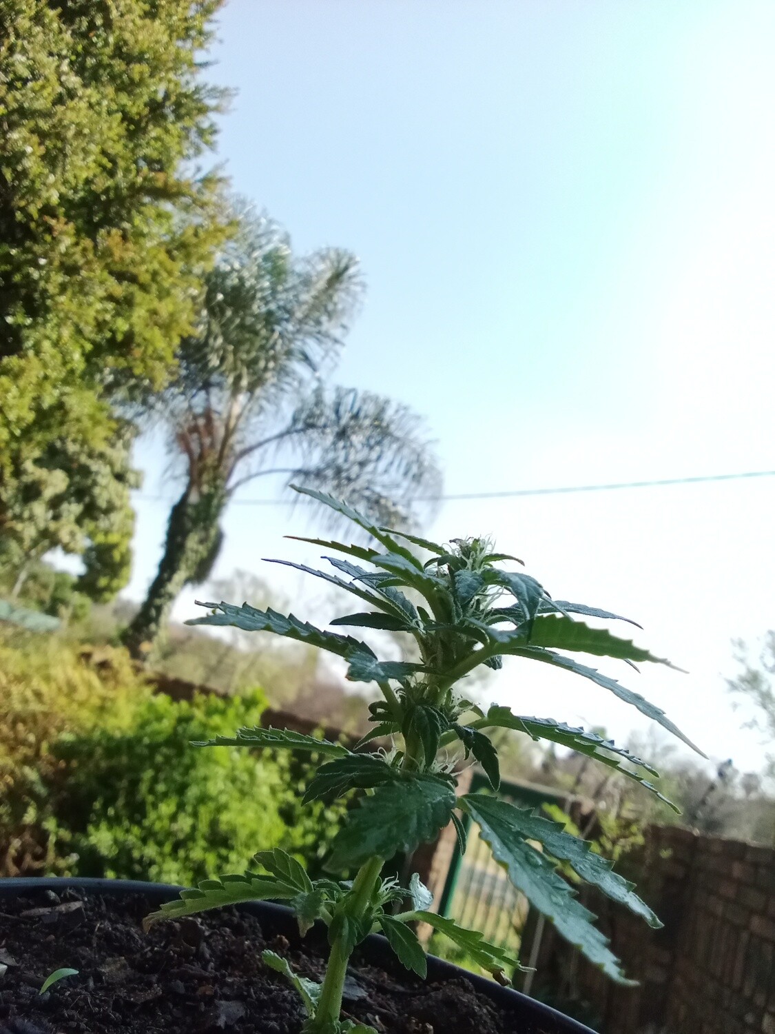 indoor cannibis sativa