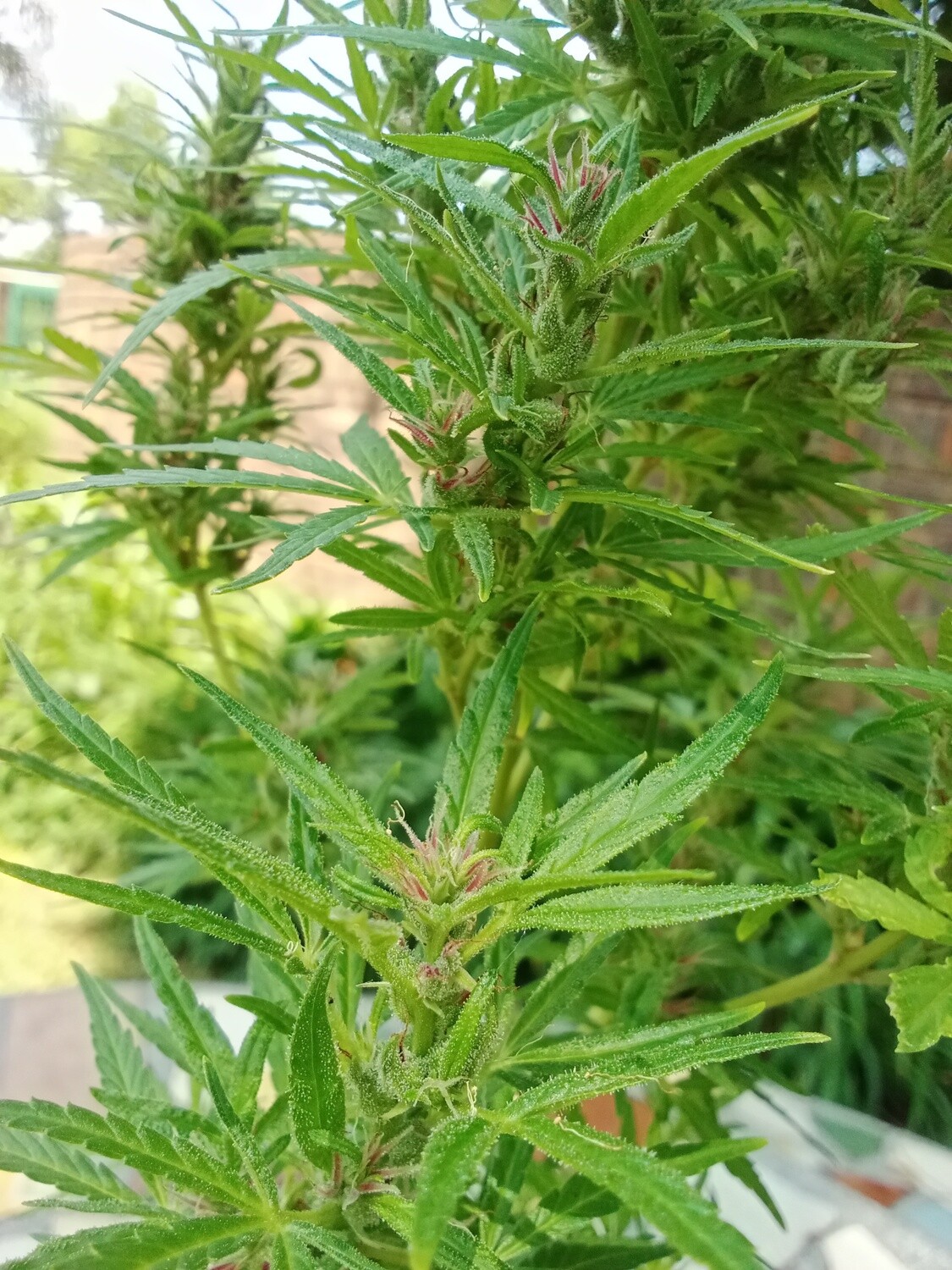 Pink candy
