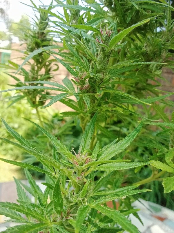 Pink candy