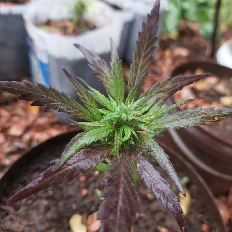 Purple tangy