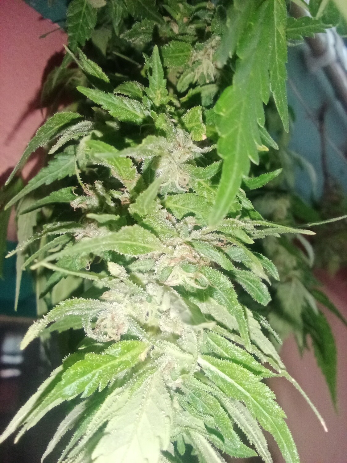 Mary OJ