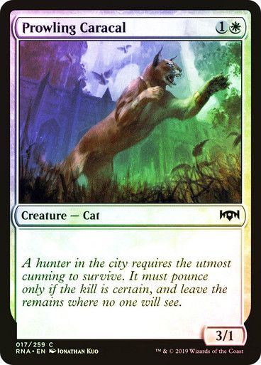 Prowling Caracal