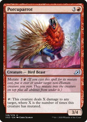 Porcuparrot Porcuparrot