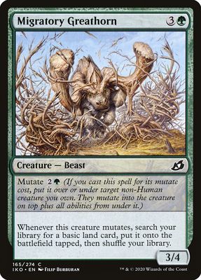 Migratory Greathorn Migratory Greathorn