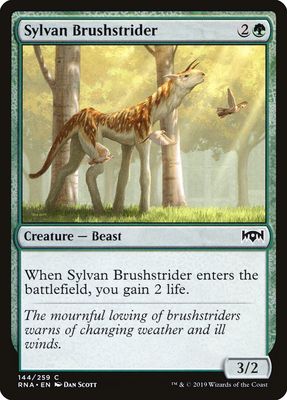 Sylvan Brushstrider Sylvan Brushstrider