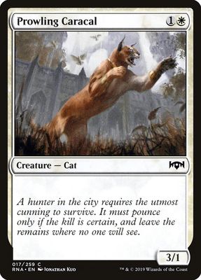 Prowling Caracal Prowling Caracal