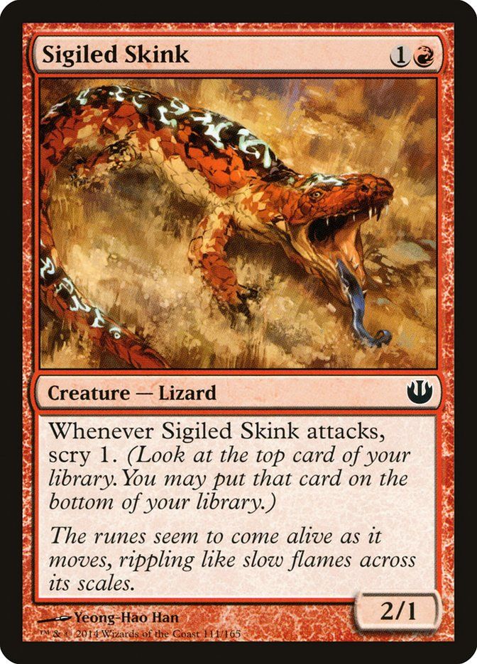 Sigiled Skink Sigiled Skink