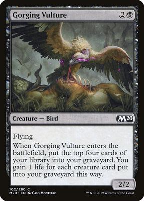 Gorging Vulture Gorging Vulture