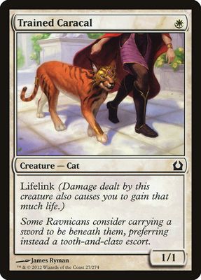 Trained Caracal Trained Caracal
