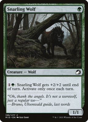 Snarling Wolf Snarling Wolf