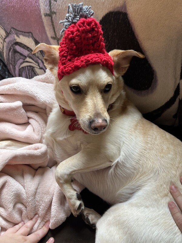 Doggo Hat