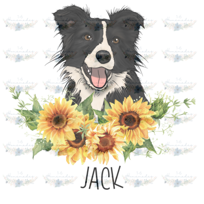 Digital PNG File -Border Collie