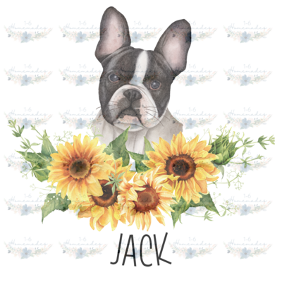 Digital PNG File -Boston Terrier