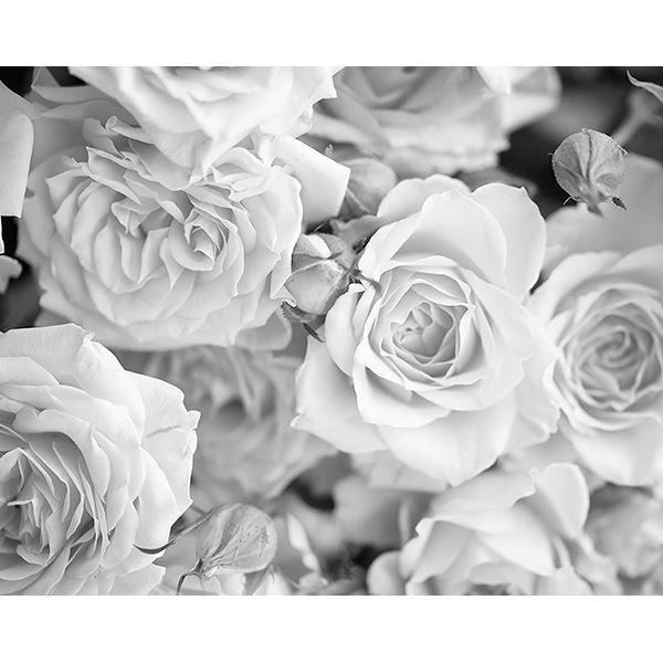 Grey Petals Wall Mural (WALS0206)