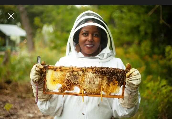 Honey Books
