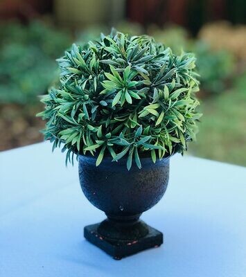 Topiary in Black Urn