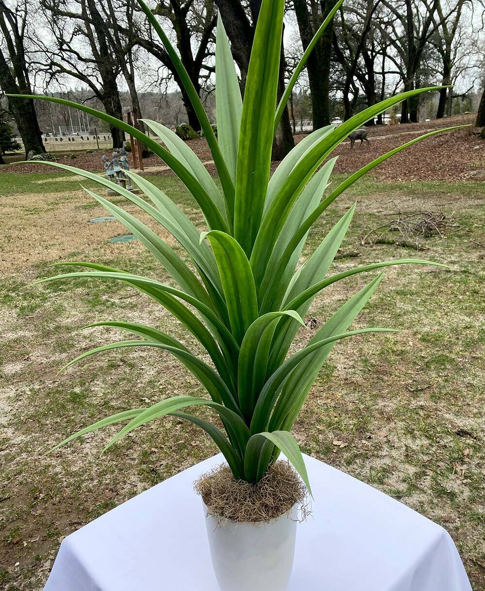 Faux Tropical Green Potted Yucca Plant